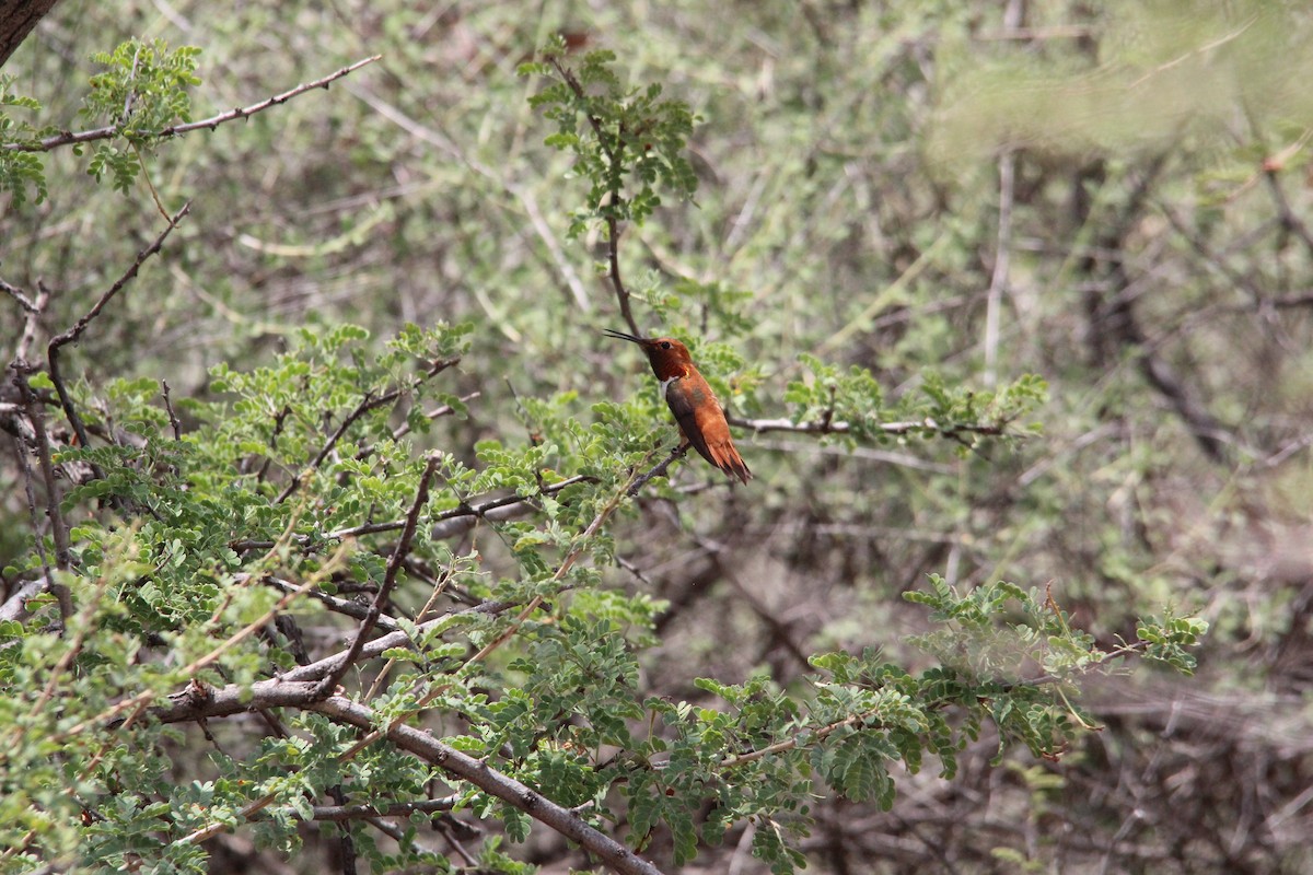 Rufous Hummingbird - Ashley Merritt