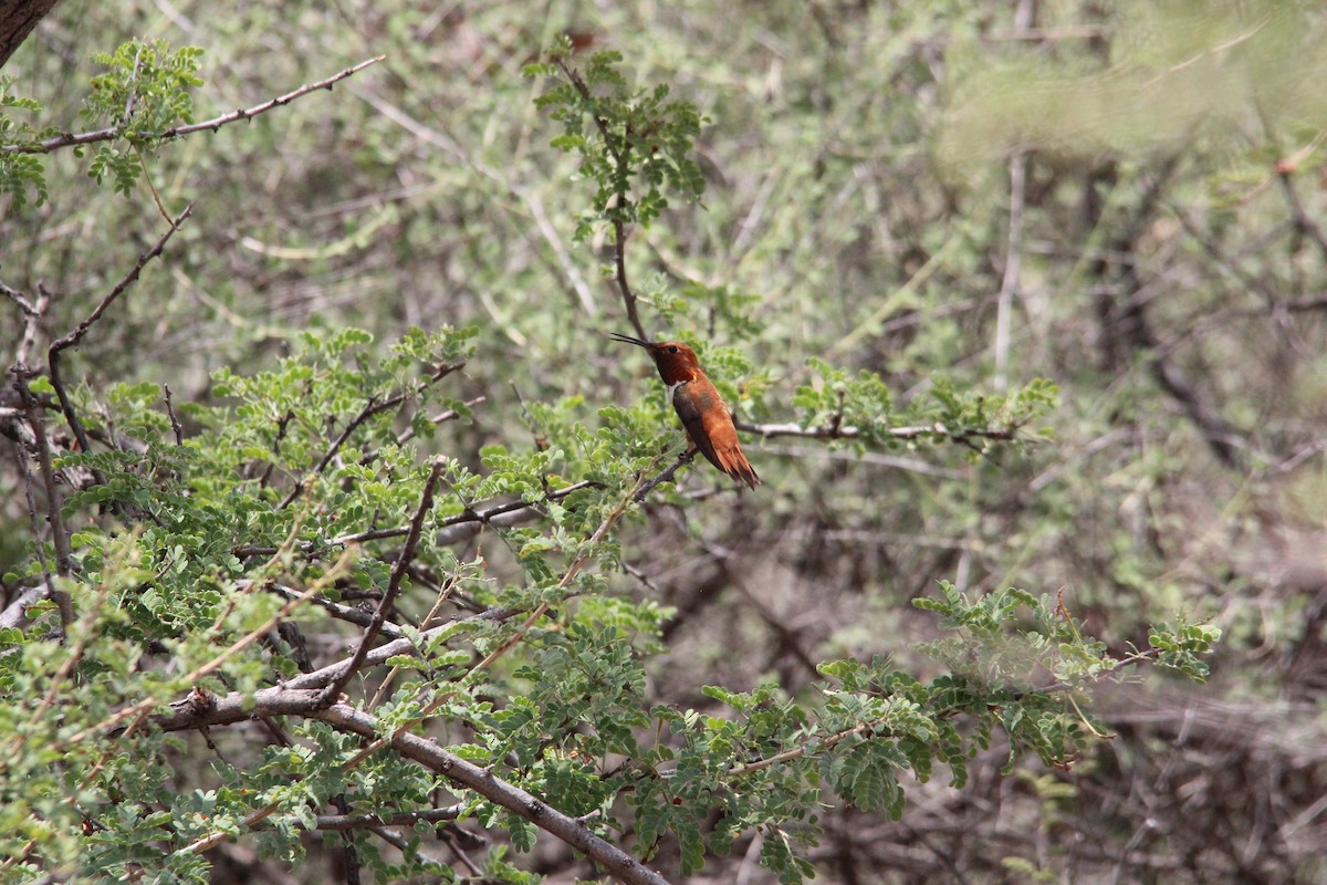 Rufous Hummingbird - ML32141891
