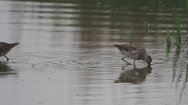 Long-billed Dowitcher - ML321419061