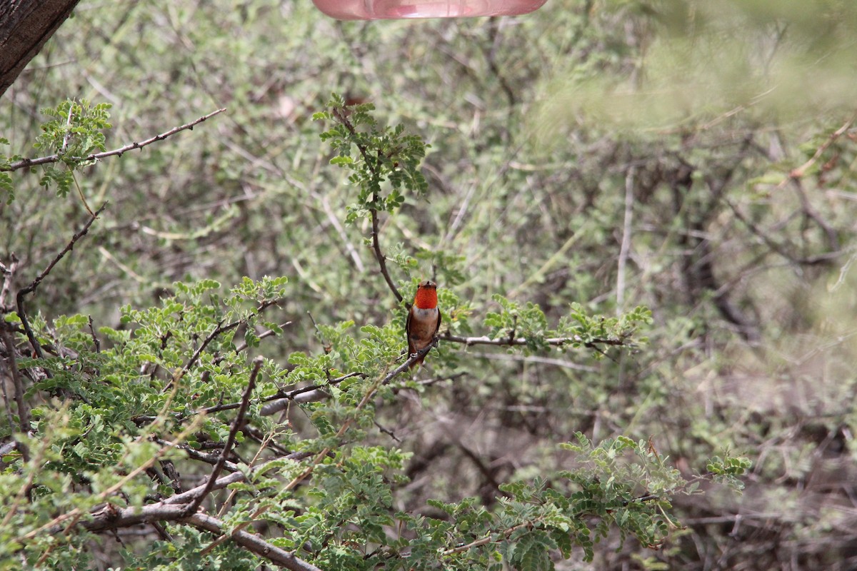 Rufous Hummingbird - Ashley Merritt