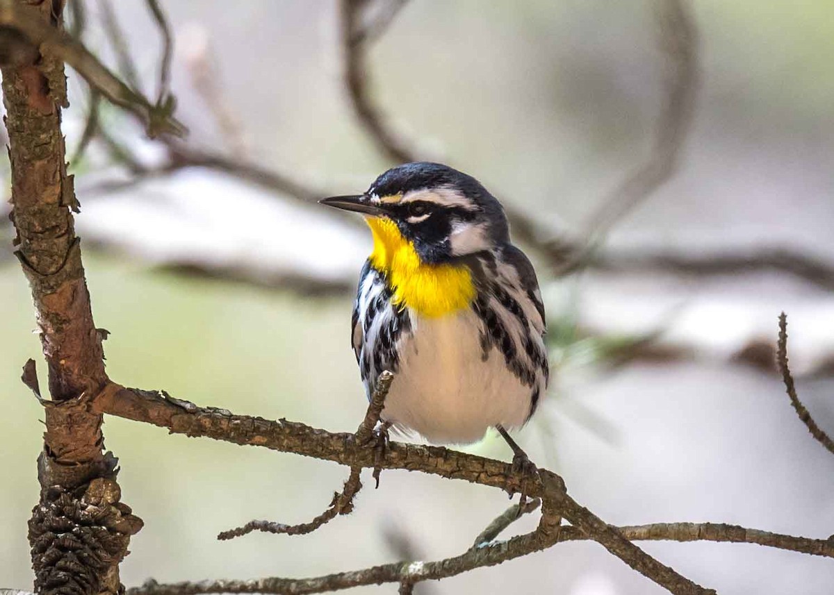 Yellow-throated Warbler - Harrison Ponn