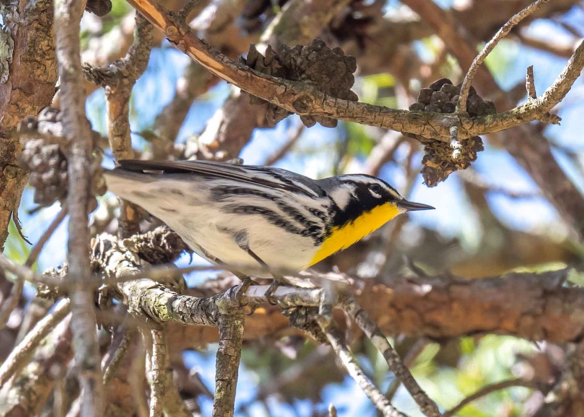 Yellow-throated Warbler - Harrison Ponn