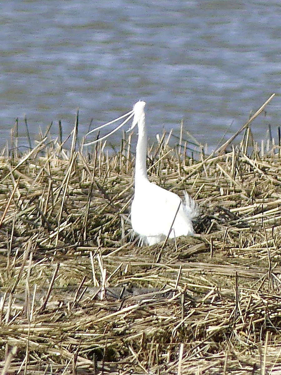 Snowy x Little Egret (hybrid) - Laura Blutstein