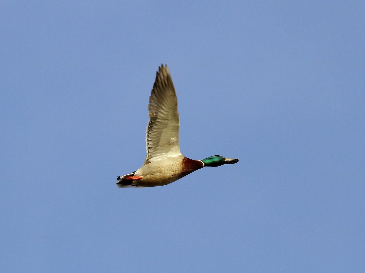Canard colvert - ML321424501