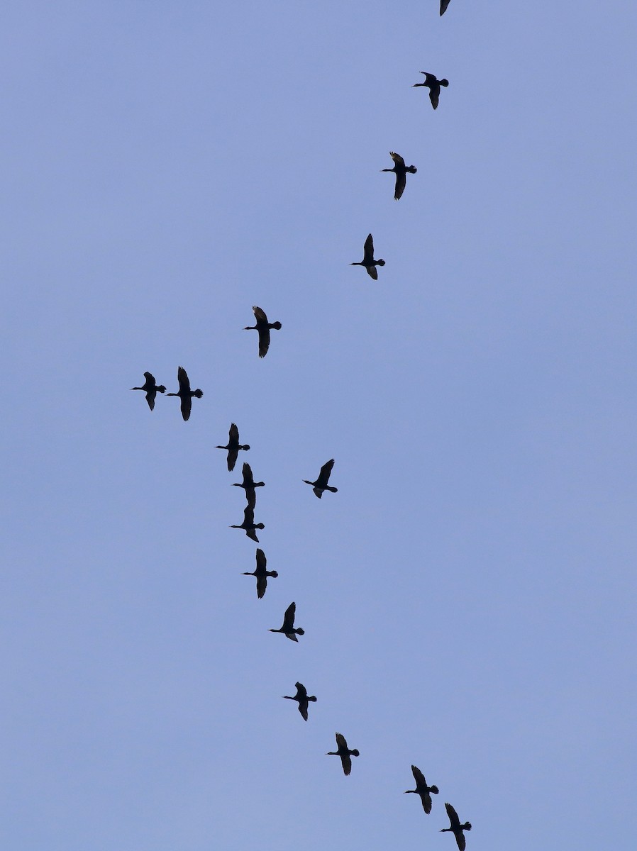 Cormoran à aigrettes - ML321424641