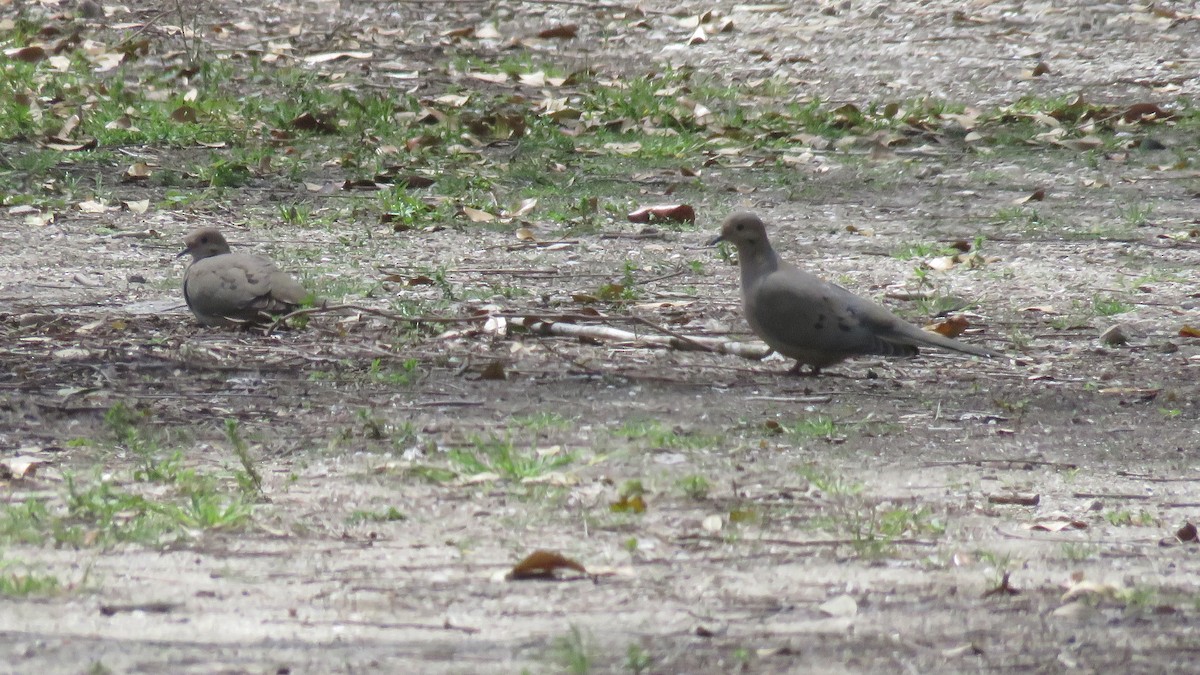 Mourning Dove - ML321425301