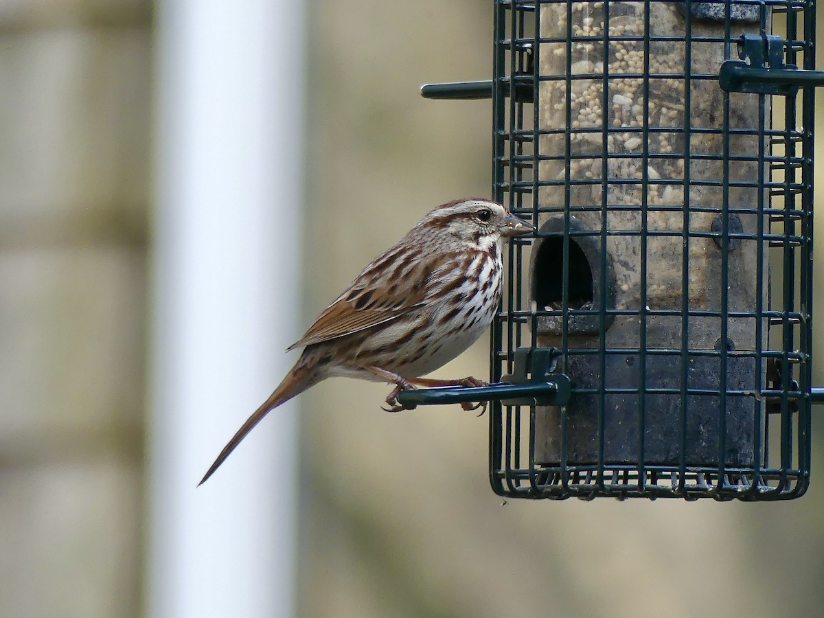 Song Sparrow - Laura Blutstein