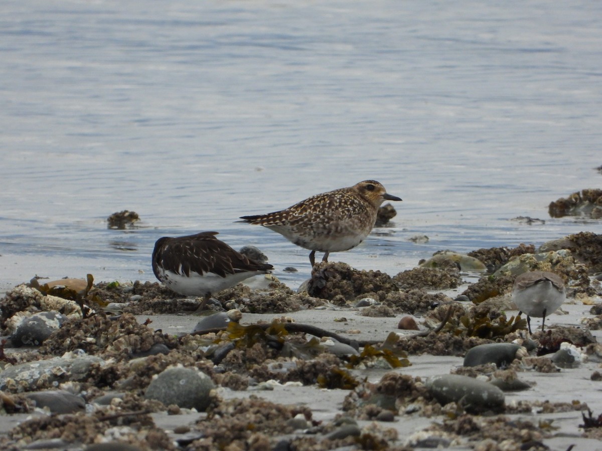 Pacific Golden-Plover - ML321426841