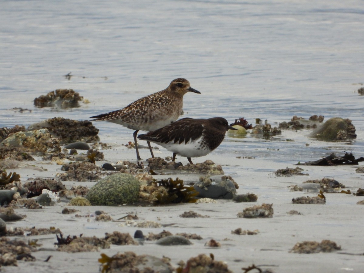 Pacific Golden-Plover - ML321426851