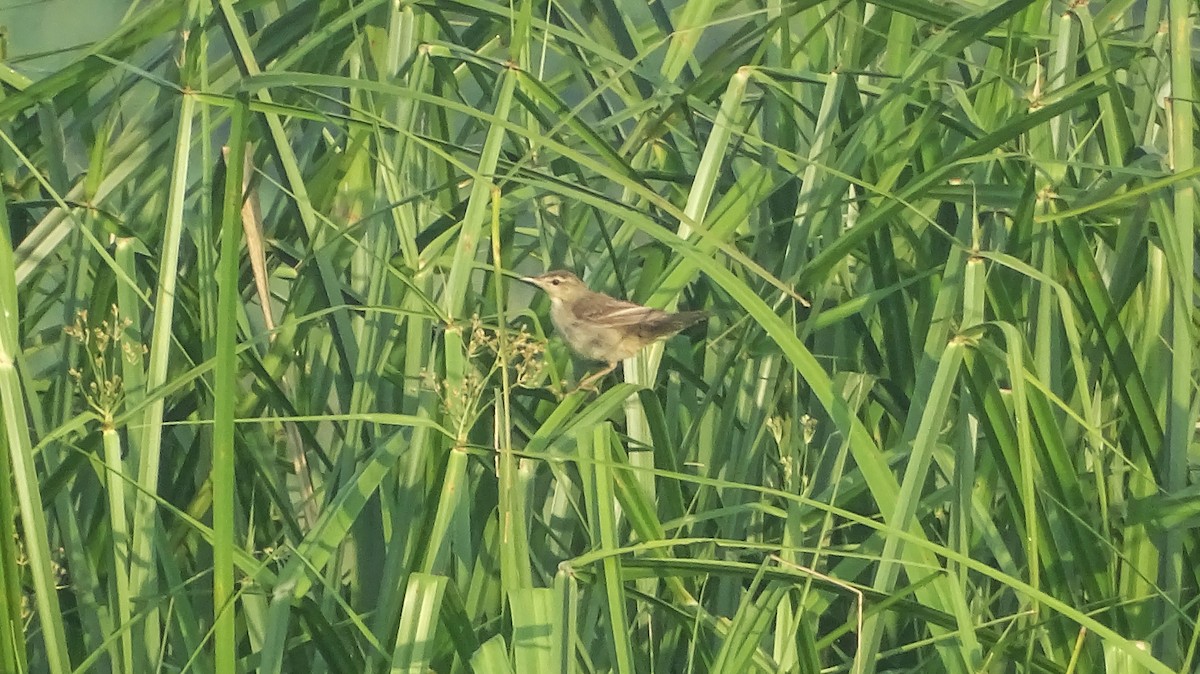 Middendorff's Grasshopper Warbler - ML321426921