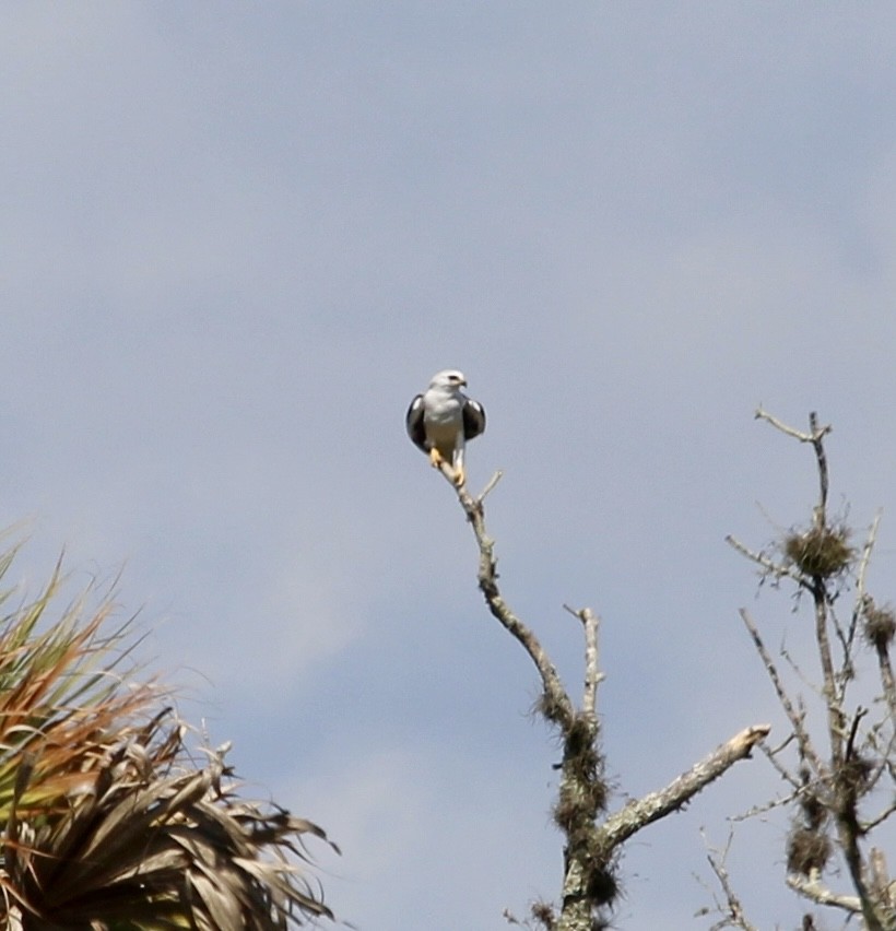 White-tailed Kite - ML321427141