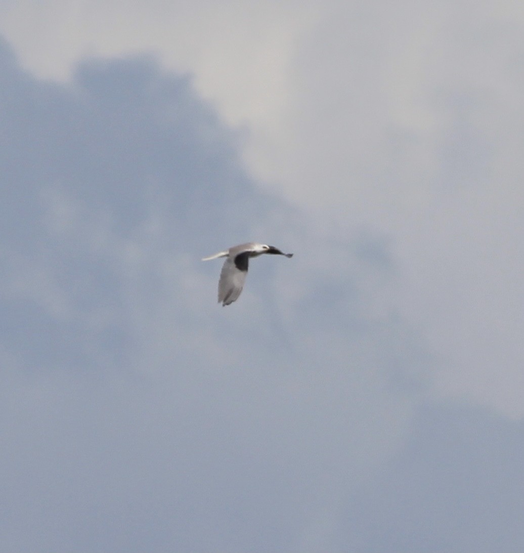 White-tailed Kite - ML321427151