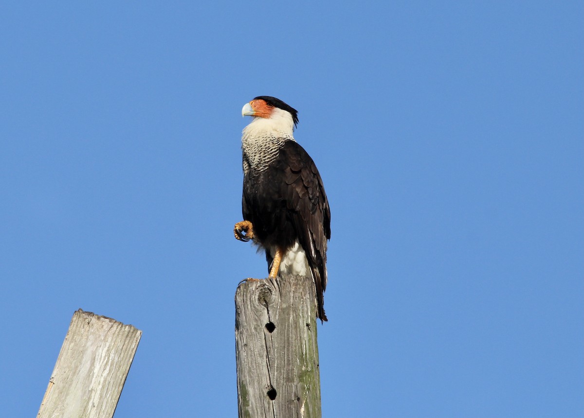 Crested Caracara (Northern) - Ryan Justice