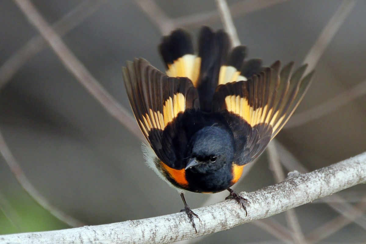 American Redstart - ML321429421