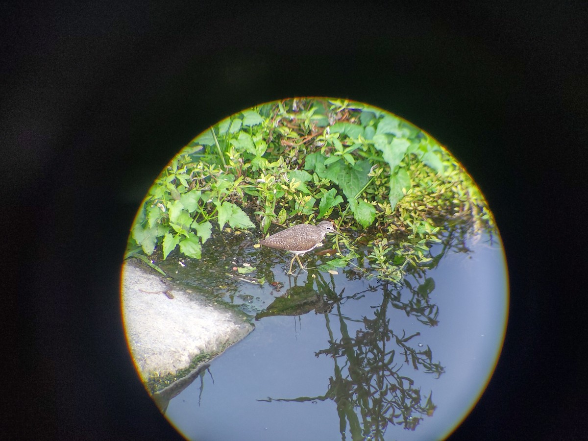 Common Sandpiper - ML321430201