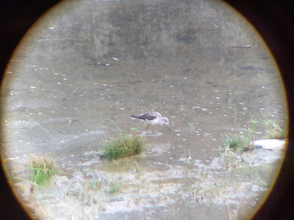 Common Greenshank - ML321430451