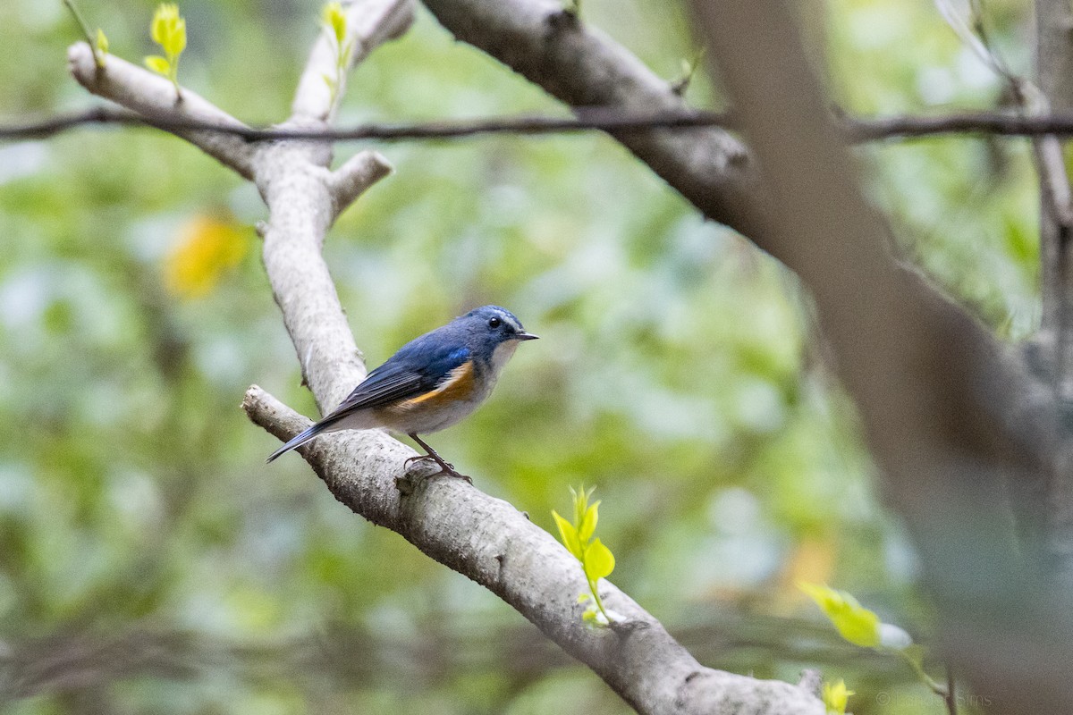 Red-flanked Bluetail - ML321430831