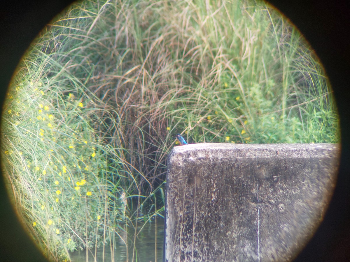 Common Kingfisher - ML321430941