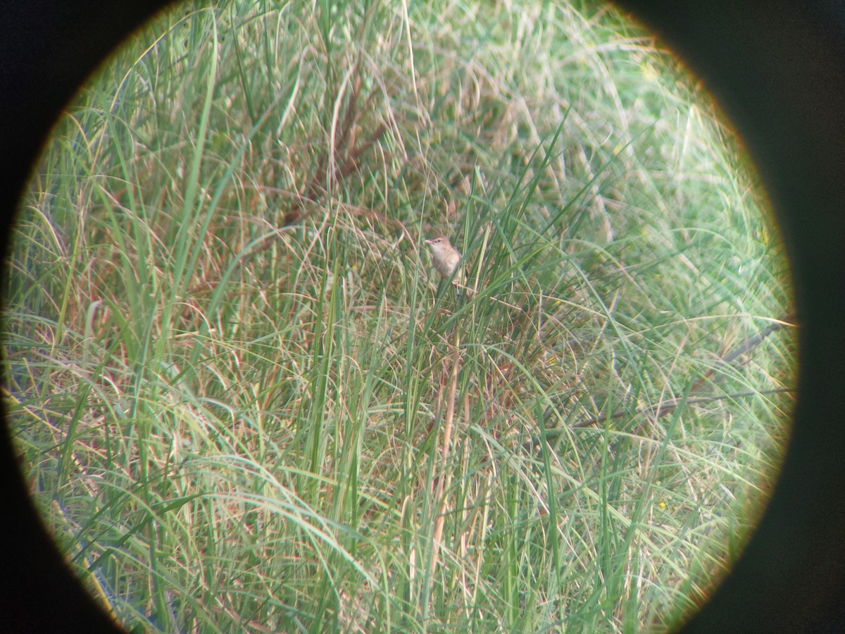Oriental Reed Warbler - ML321430961
