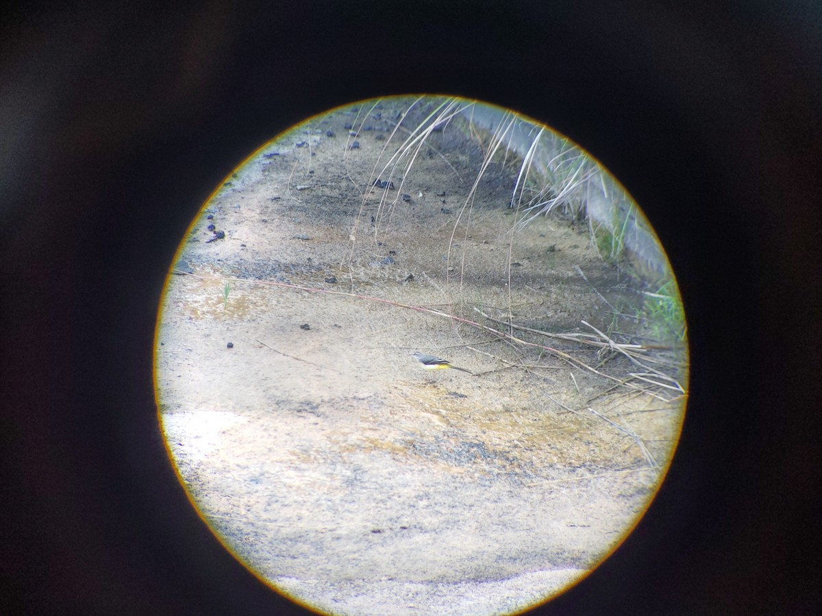 Gray Wagtail - ML321431101