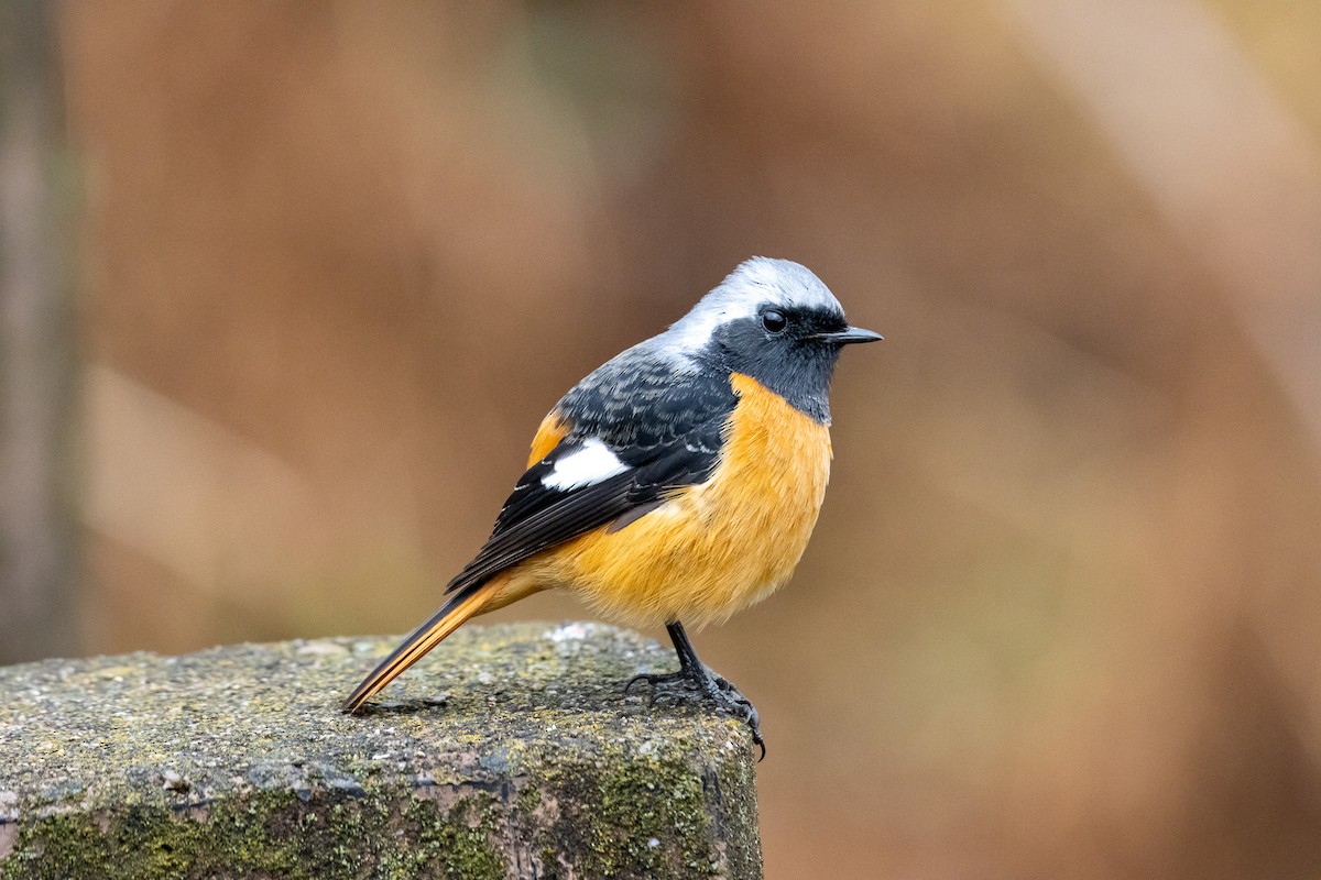 Daurian Redstart - ML321432051