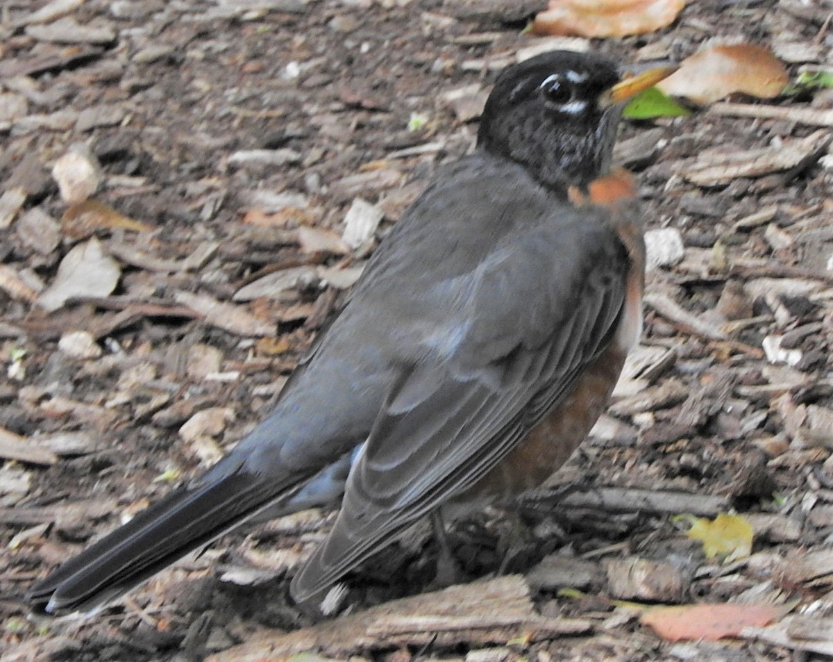 American Robin - ML321432271