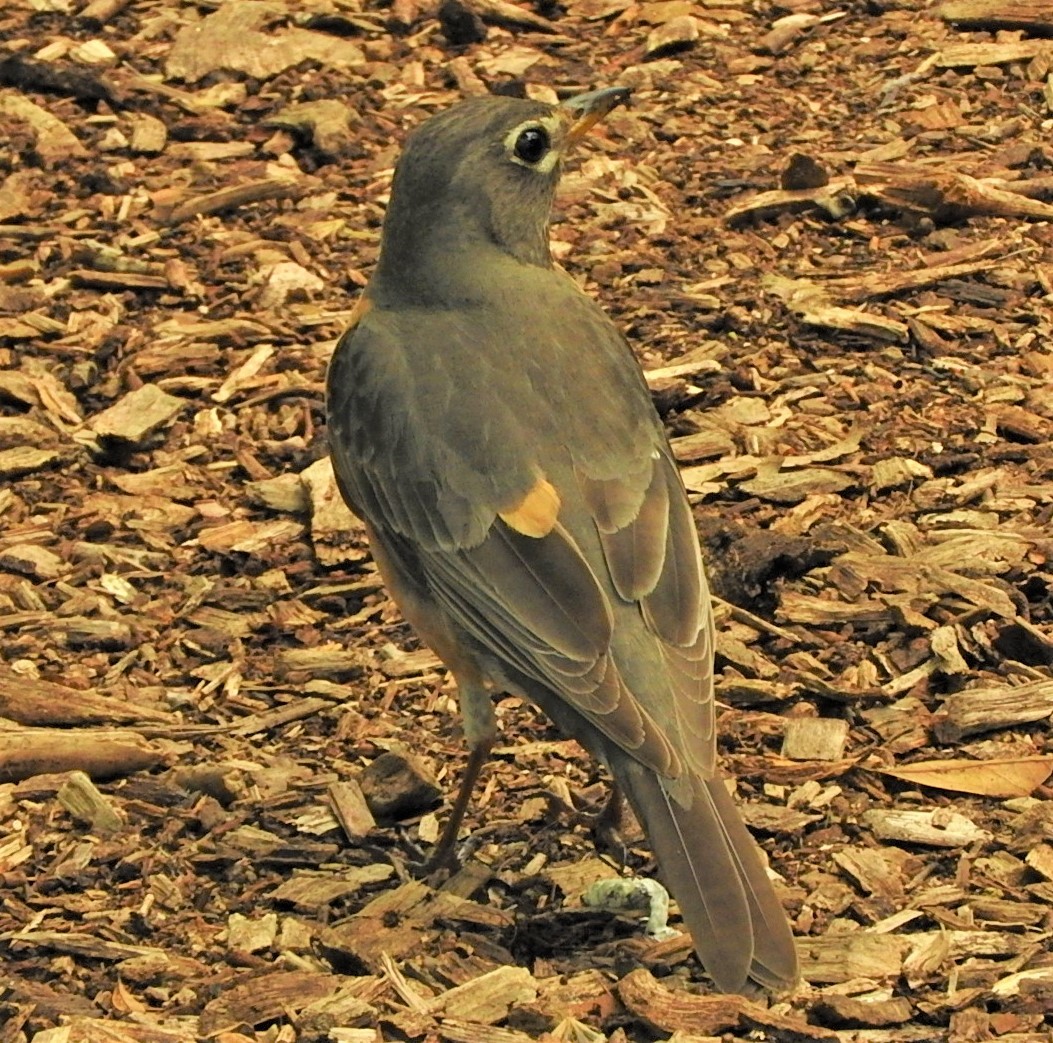 American Robin - ML321432431