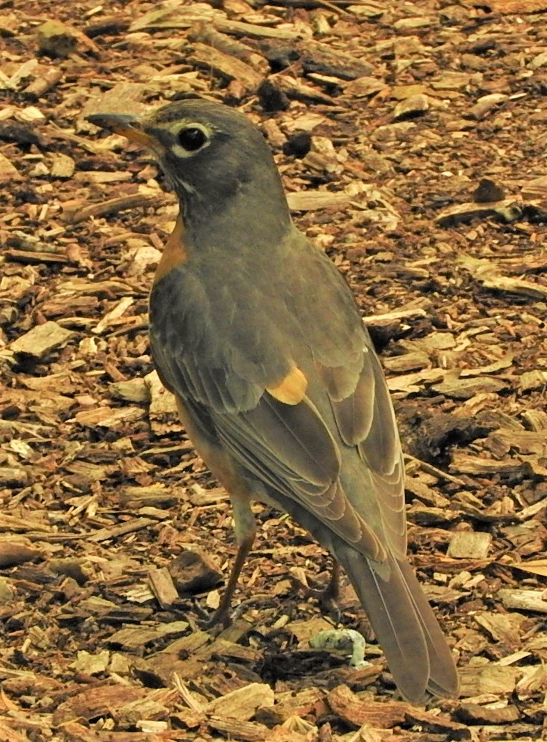 American Robin - ML321432501