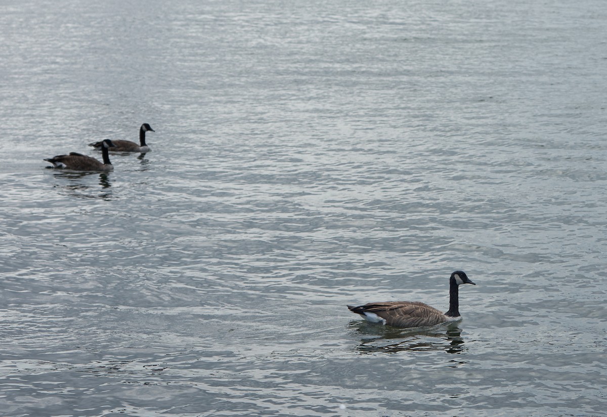 Canada Goose - ML321432571