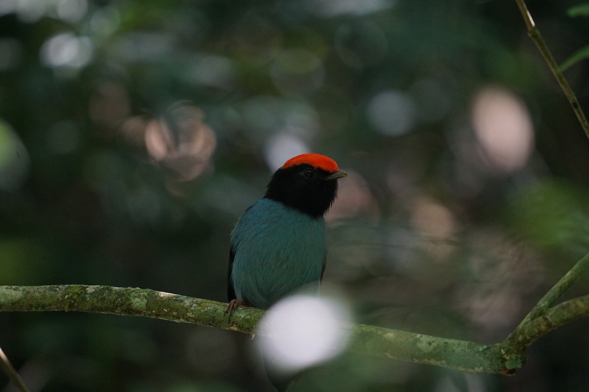 Swallow-tailed Manakin - ML321433071