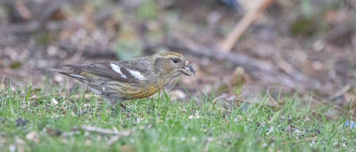 White-winged Crossbill - ML321433511