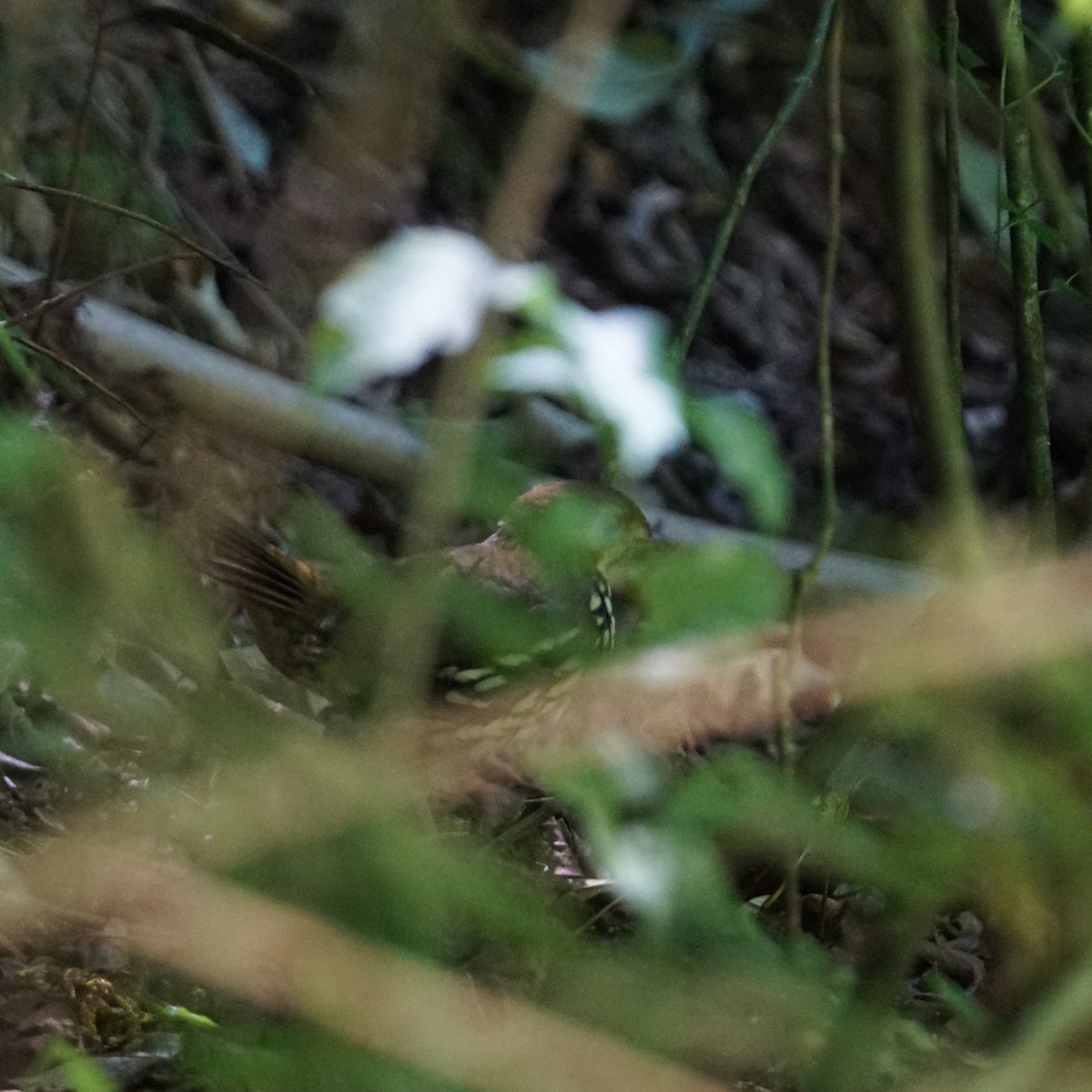 Short-tailed Antthrush - ML321433711