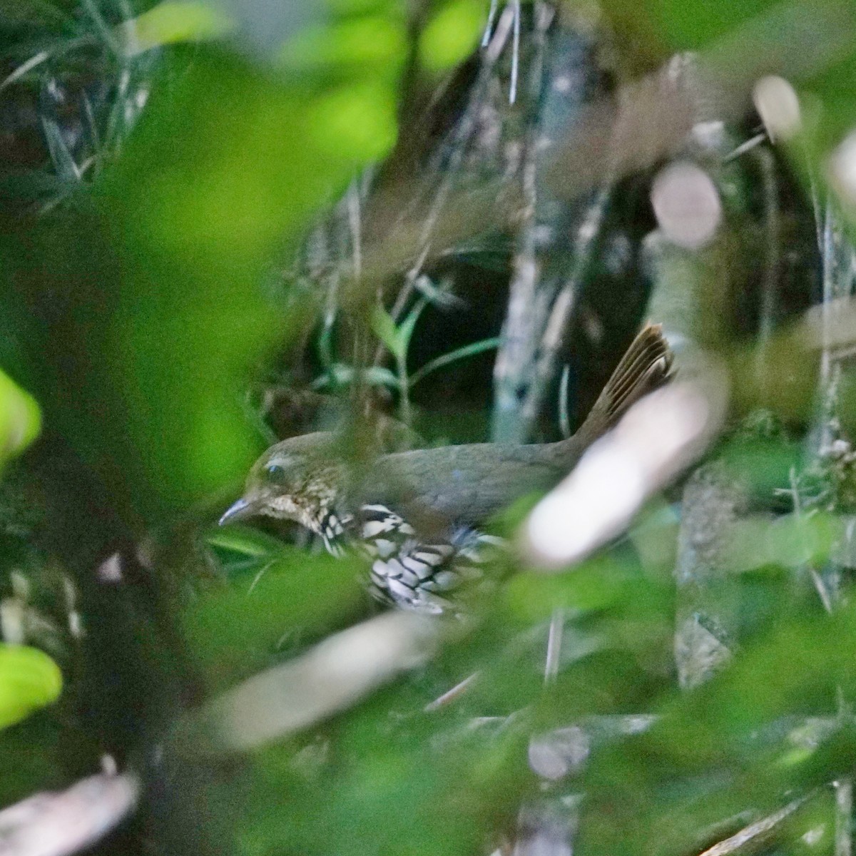 Short-tailed Antthrush - ML321433761