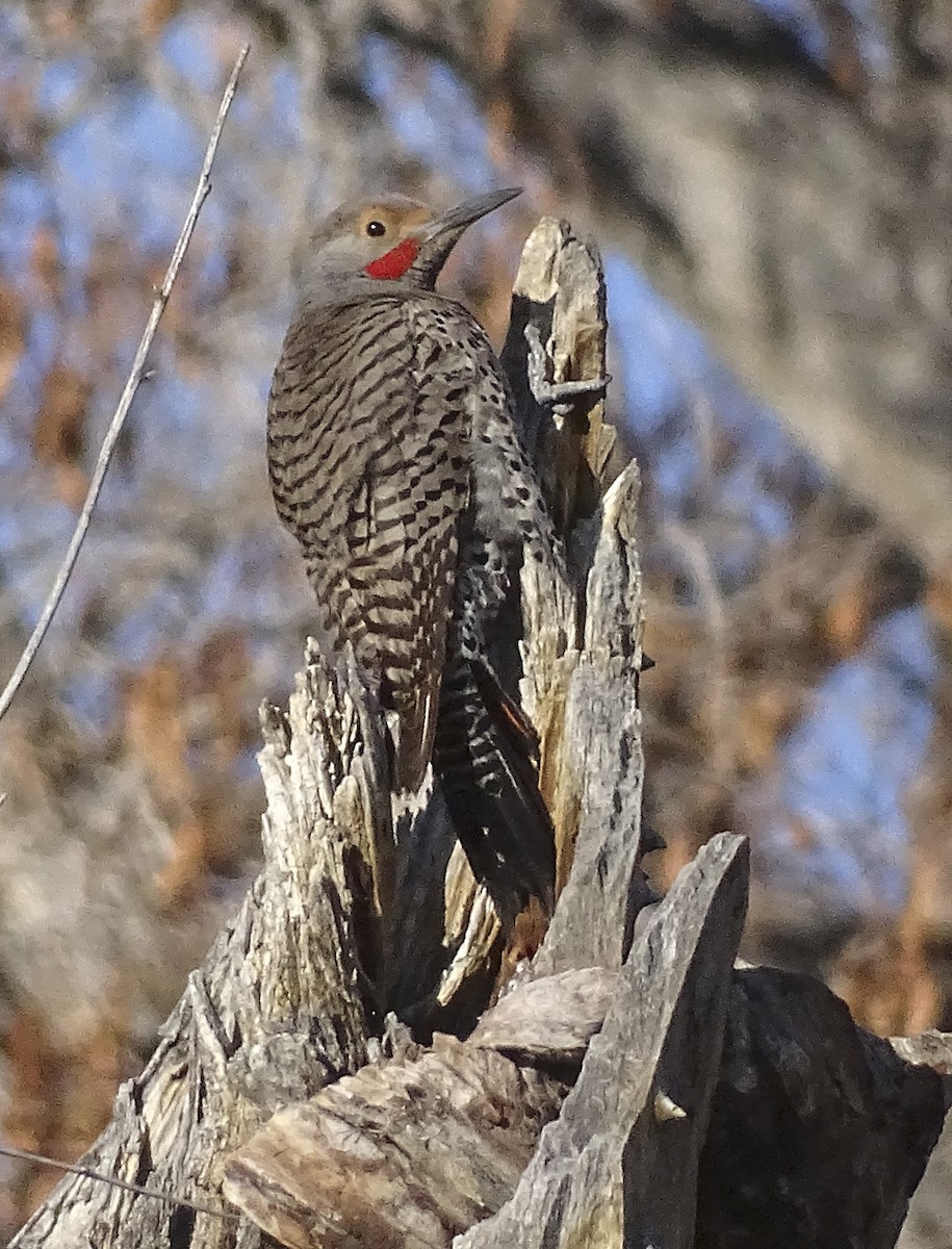 Northern Flicker (Red-shafted) - ML321434021