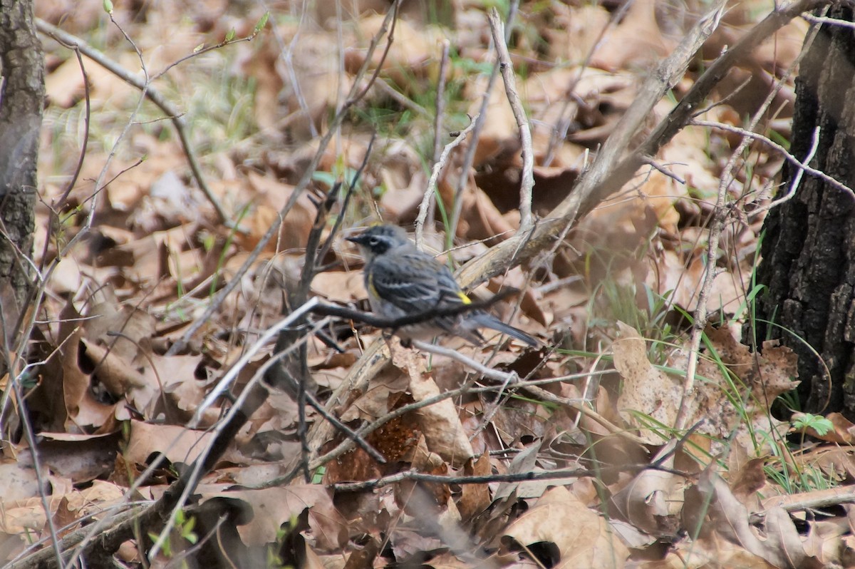 Yellow-rumped Warbler - ML321435241