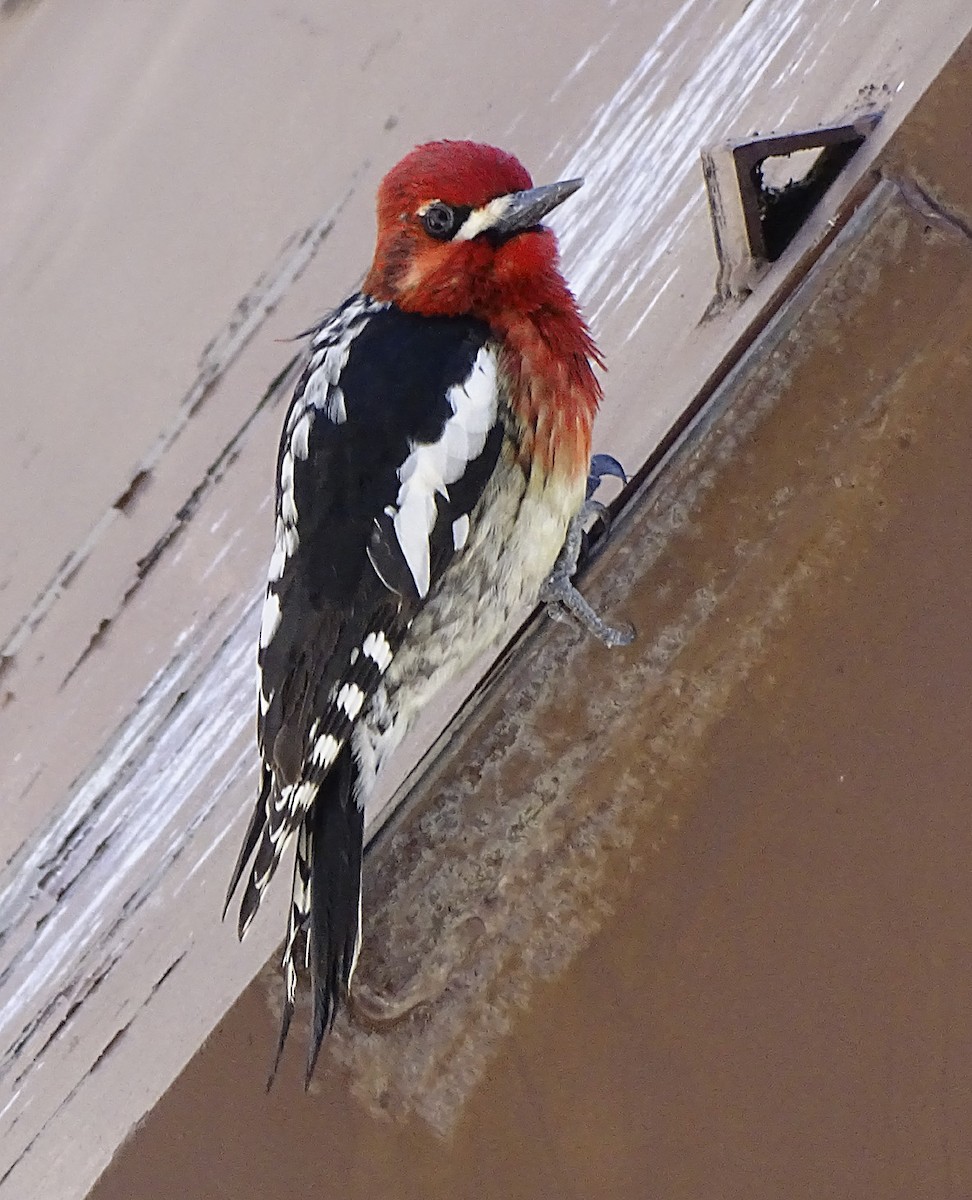 Red-breasted Sapsucker - ML321435331