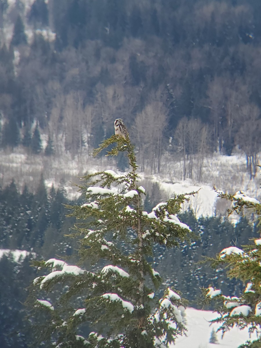 Northern Hawk Owl - Alexander Lange