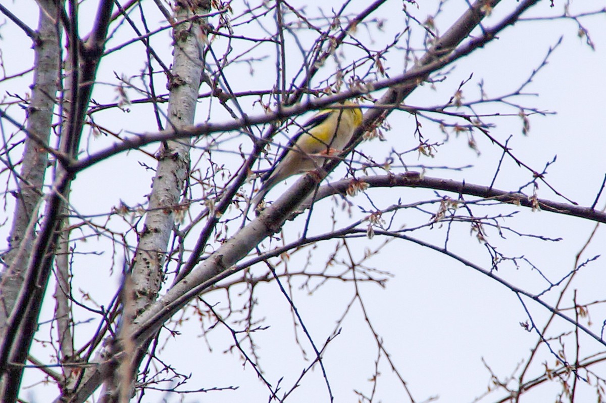 American Goldfinch - ML321438901