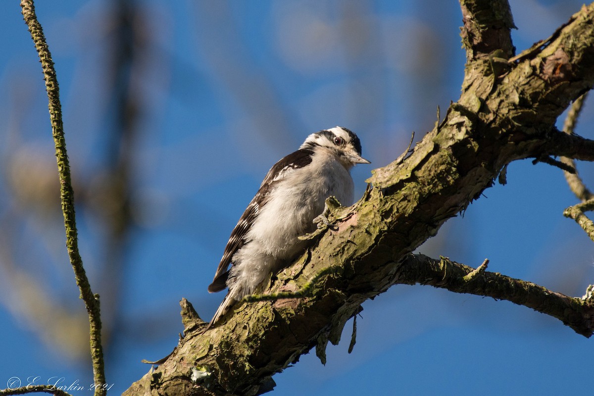 Downy Woodpecker - ML321438911