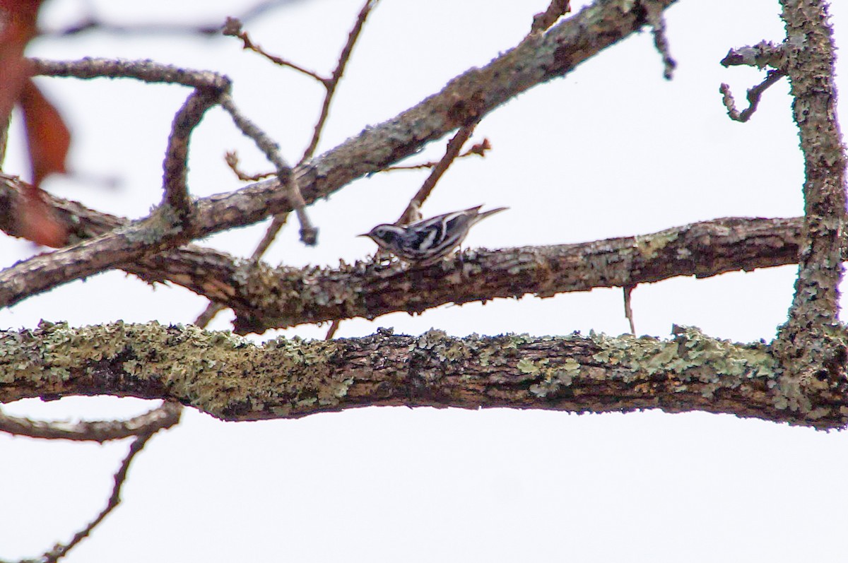 Black-and-white Warbler - ML321440021