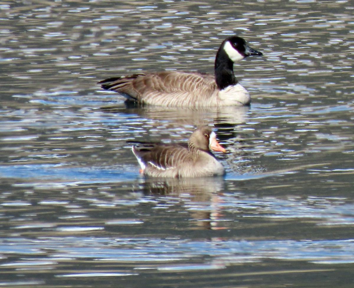 Greater White-fronted Goose - ML321440951