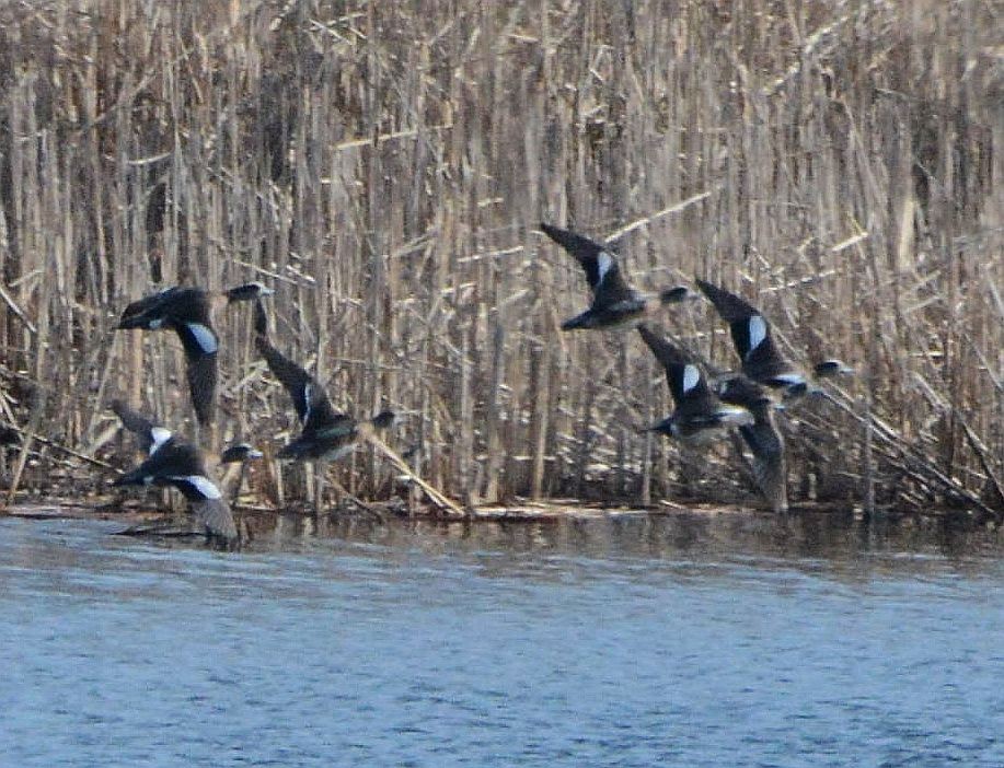 American Wigeon - ML321441101