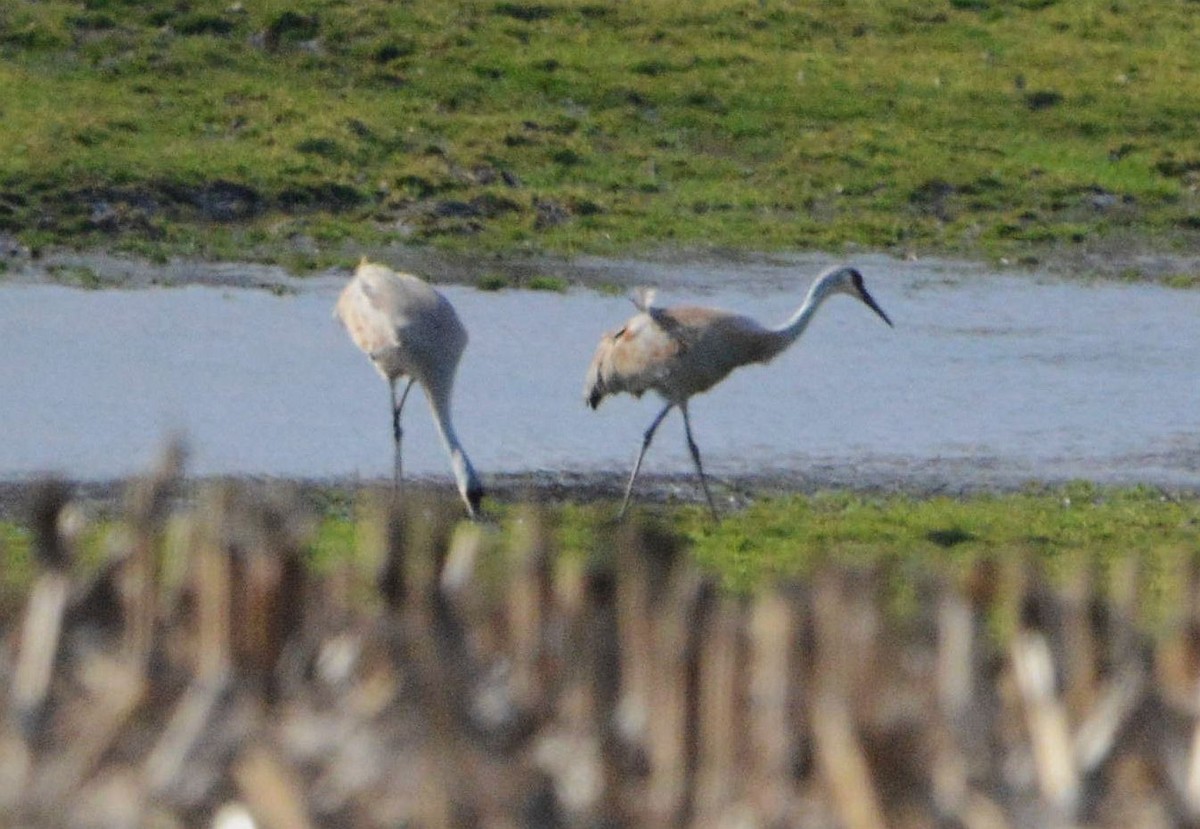 Sandhill Crane - ML321441721