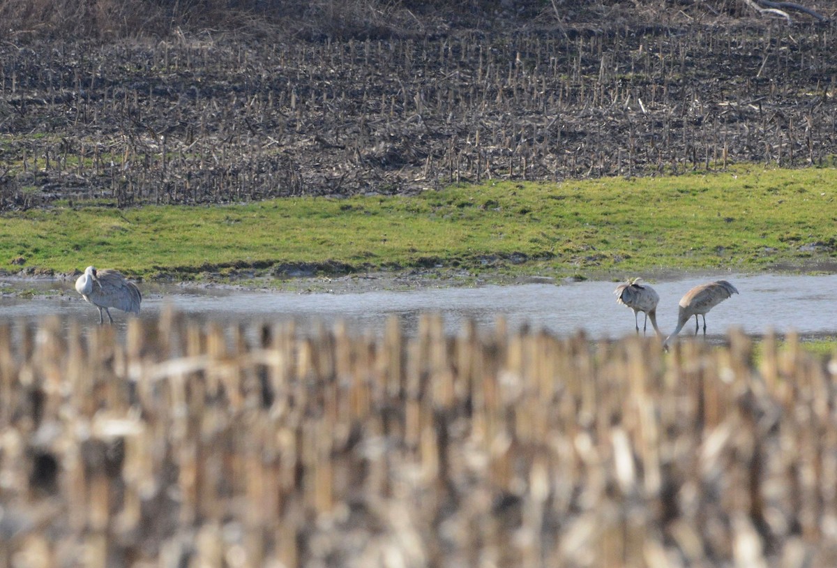 Sandhill Crane - ML321441911