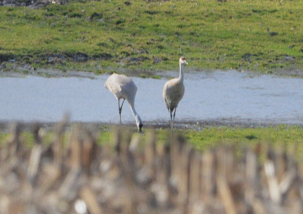 Sandhill Crane - ML321442141