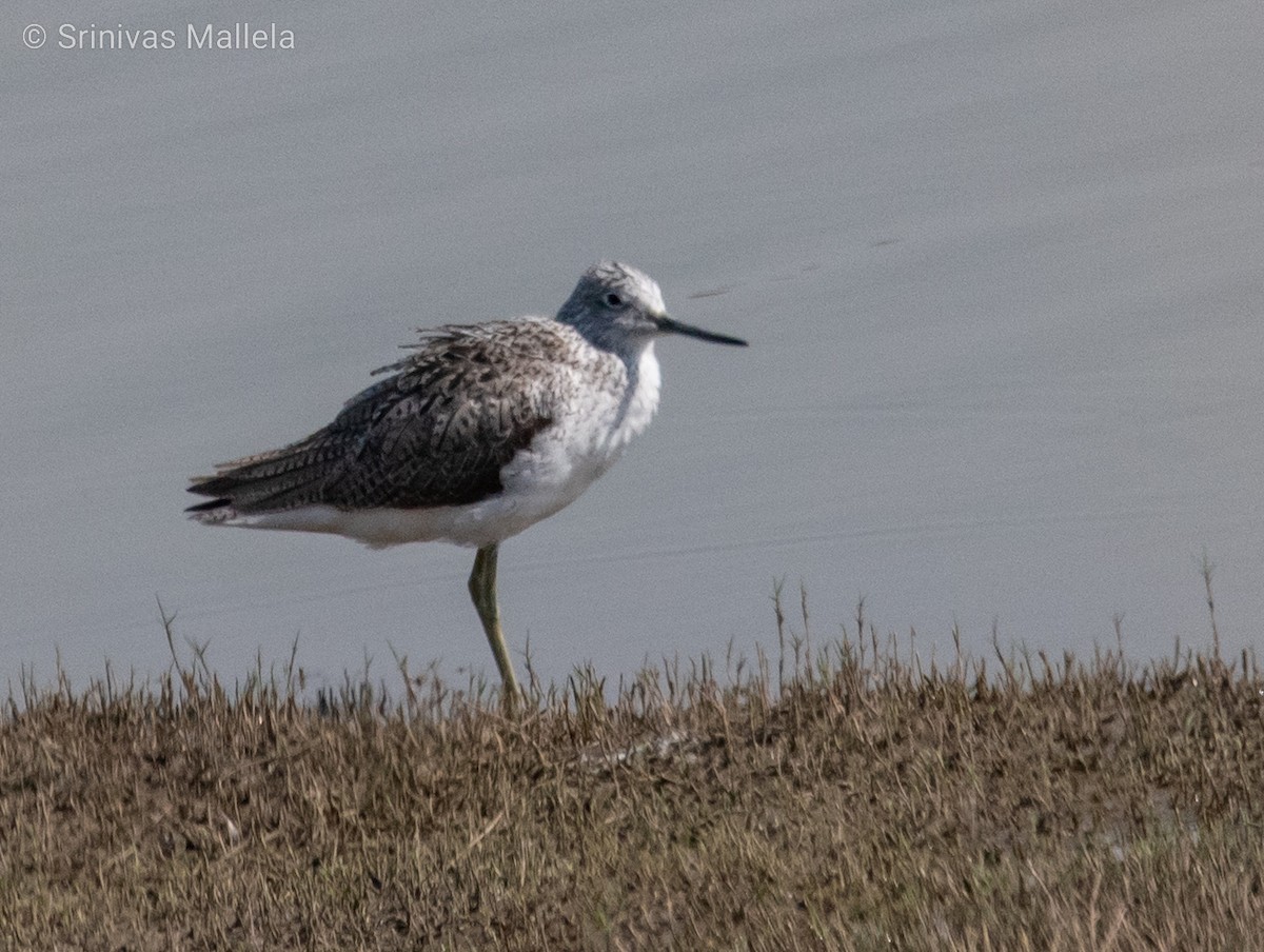 Common Greenshank - ML321444501