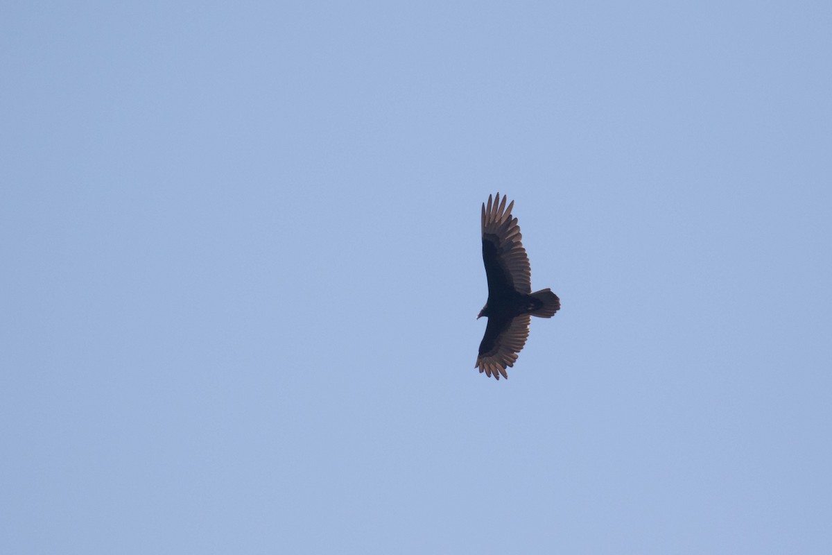 Turkey Vulture - ML321444971