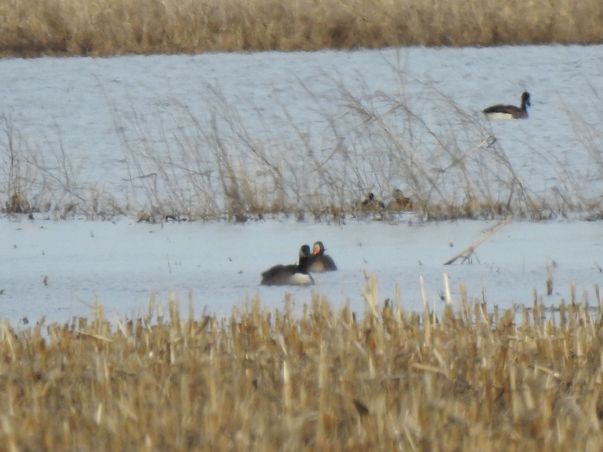 Greater White-fronted Goose - ML321445611