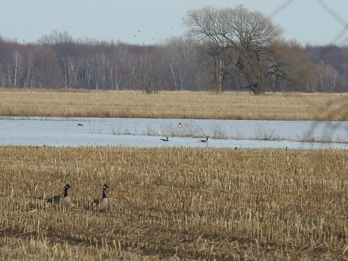 Greater White-fronted Goose - ML321445871