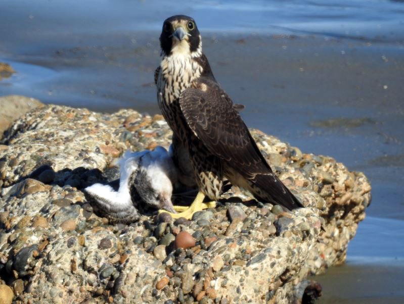 Peregrine Falcon - ML321447061